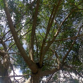 Ciruela mexicana vista desde el pie, con las ramas abriéndose hacia la copa.