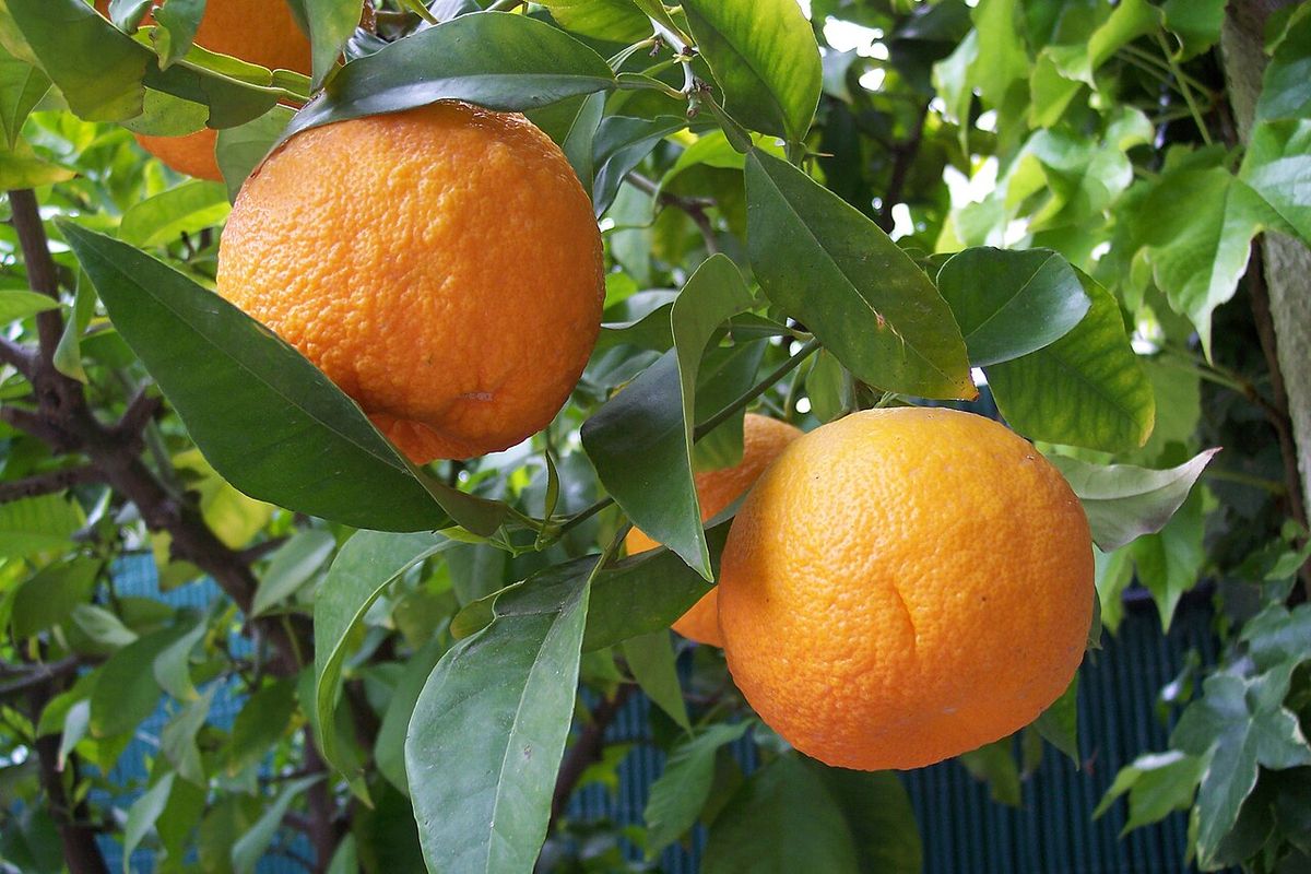 Dos naranjas agrias maduras colgando de la rama entre hojas verdes.