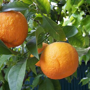 Dos naranjas agrias maduras colgando de la rama entre hojas verdes.