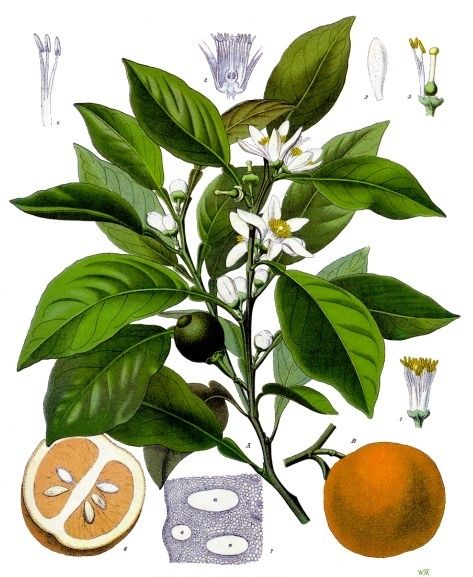 Lámina botánica del naranjo agrio con la flor, la hoja y el fruto en corte.
