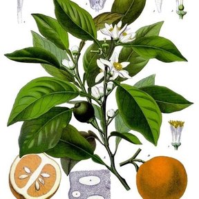 Lámina botánica del naranjo agrio con la flor, la hoja y el fruto en corte.