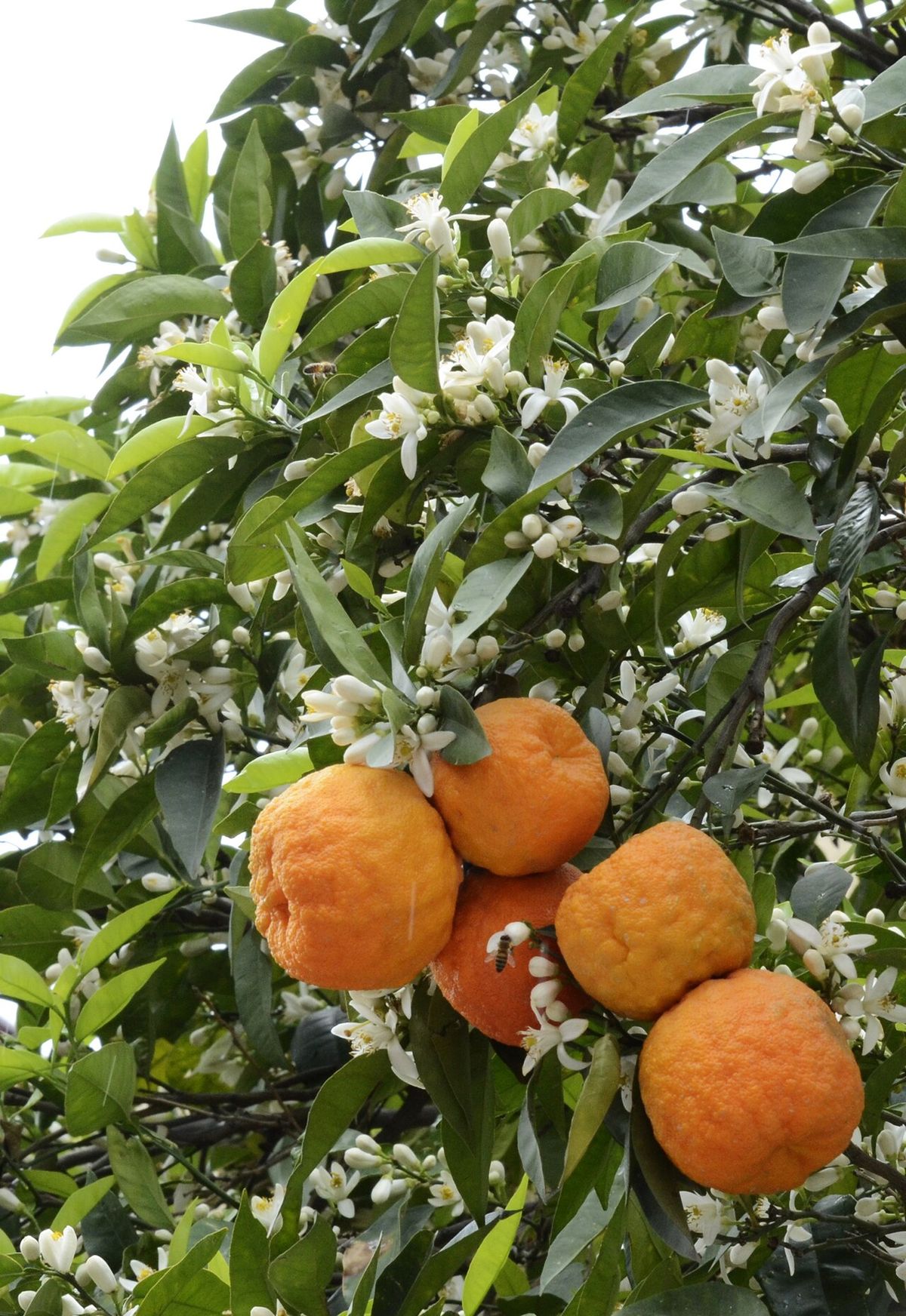 Naranjas agrias madurando junto a las flores blancas en la misma rama.