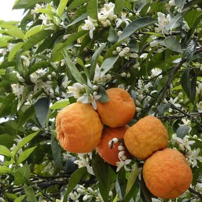 Naranjas agrias madurando junto a las flores blancas en la misma rama.