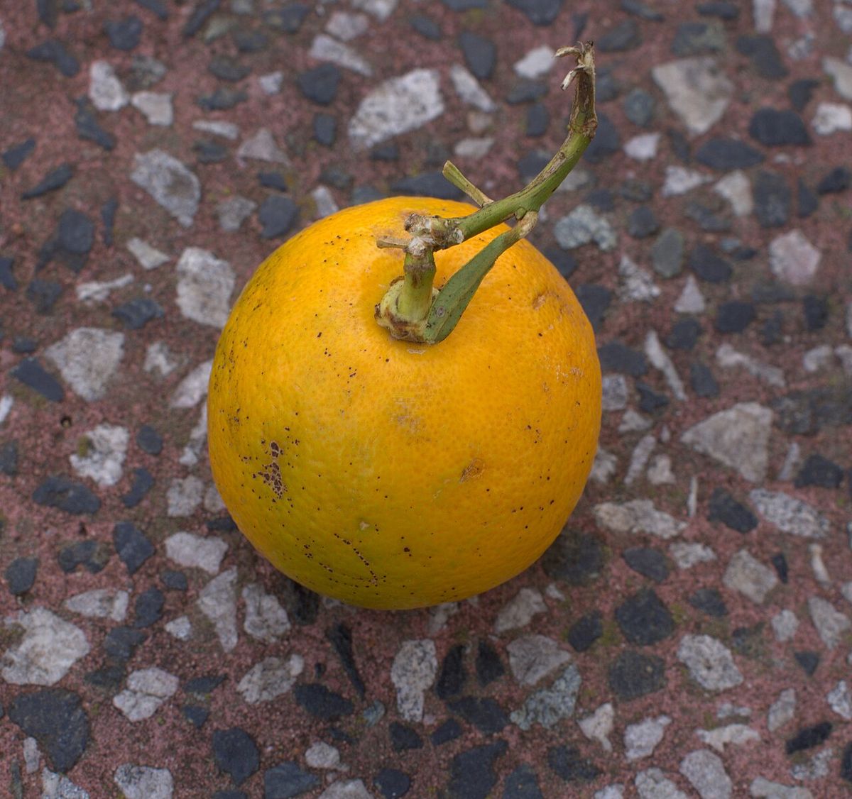 Una naranja agria caída sobre un piso de piedra y grava.