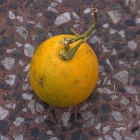 Una naranja agria caída sobre un piso de piedra y grava.