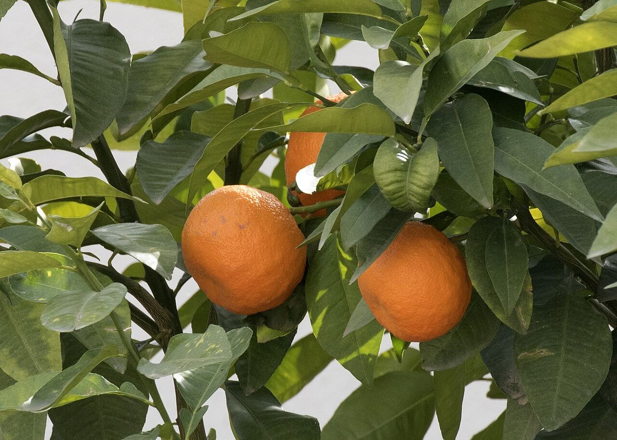 Dos naranjas agrias colgando entre hojas anchas y verde oscuro.