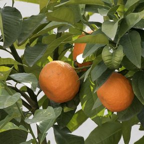 Dos naranjas agrias colgando entre hojas anchas y verde oscuro.