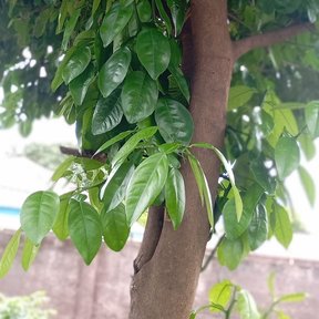 Naranjo agrio joven de tronco recto y copa densa en el patio de una casa.