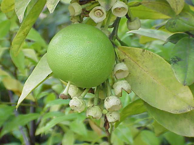 Pomelo verde todavía en la rama, rodeado de botones florales cerrados.