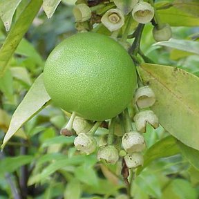 Pomelo verde todavía en la rama, rodeado de botones florales cerrados.