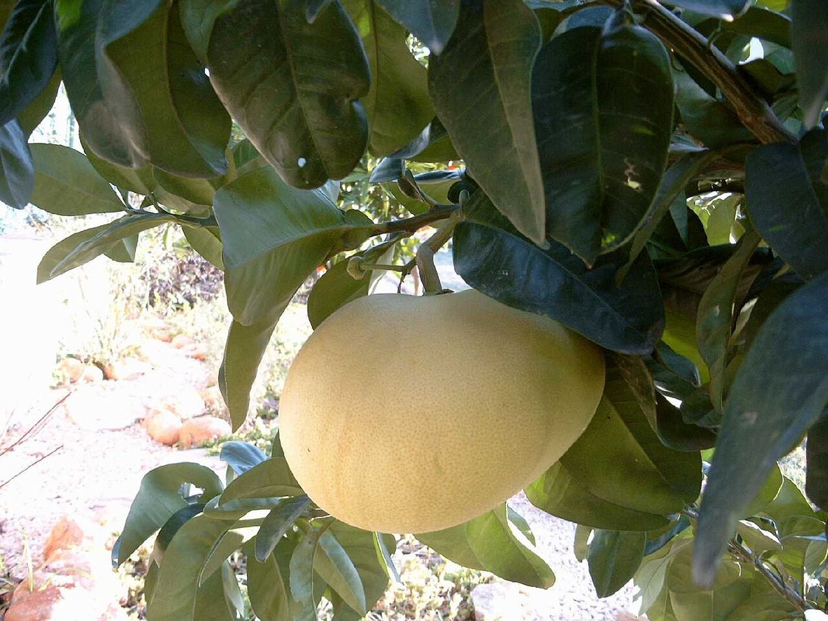 Pomelo maduro colgando de la rama entre hojas grandes y oscuras.