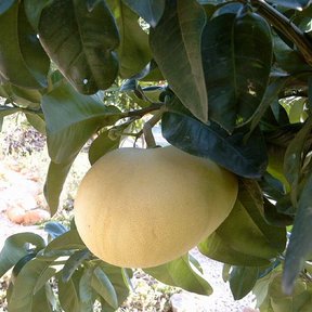 Pomelo maduro colgando de la rama entre hojas grandes y oscuras.