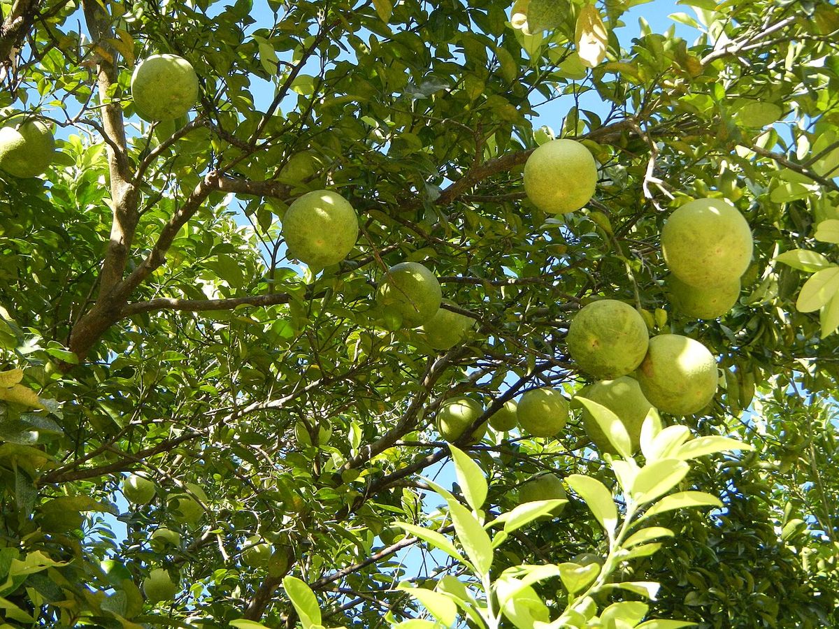 Ramas de pomelo cargadas de fruta contra un cielo azul.