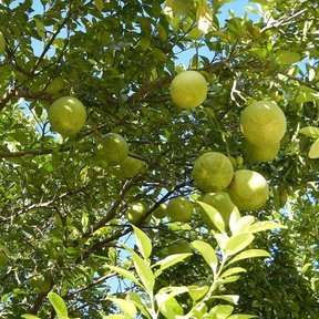 Ramas de pomelo cargadas de fruta contra un cielo azul.