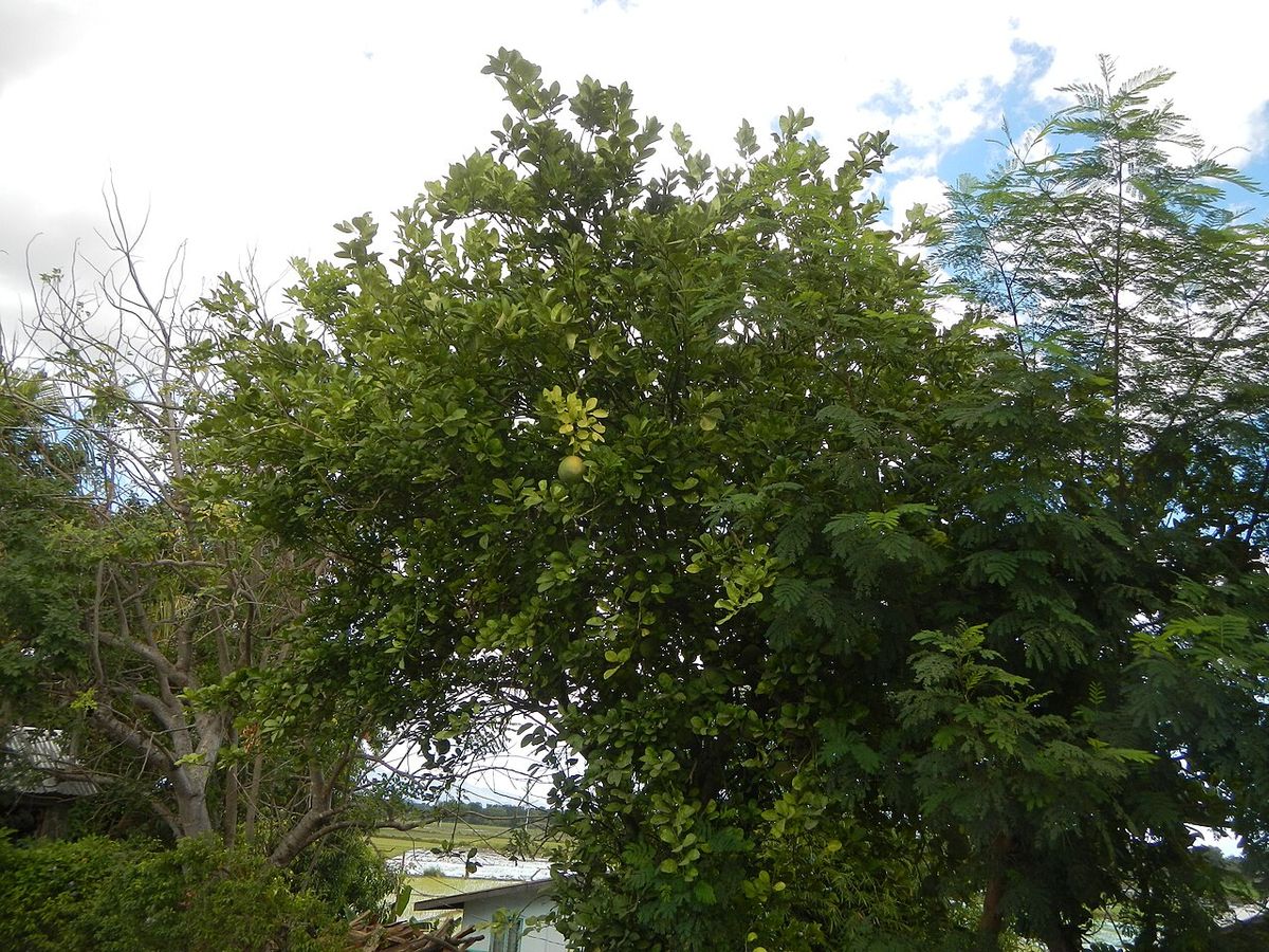 Pomelo de copa ancha y densa en un jardín, con otros árboles detrás.