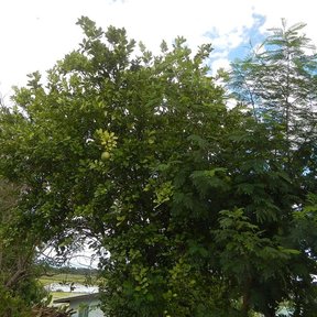 Pomelo de copa ancha y densa en un jardín, con otros árboles detrás.