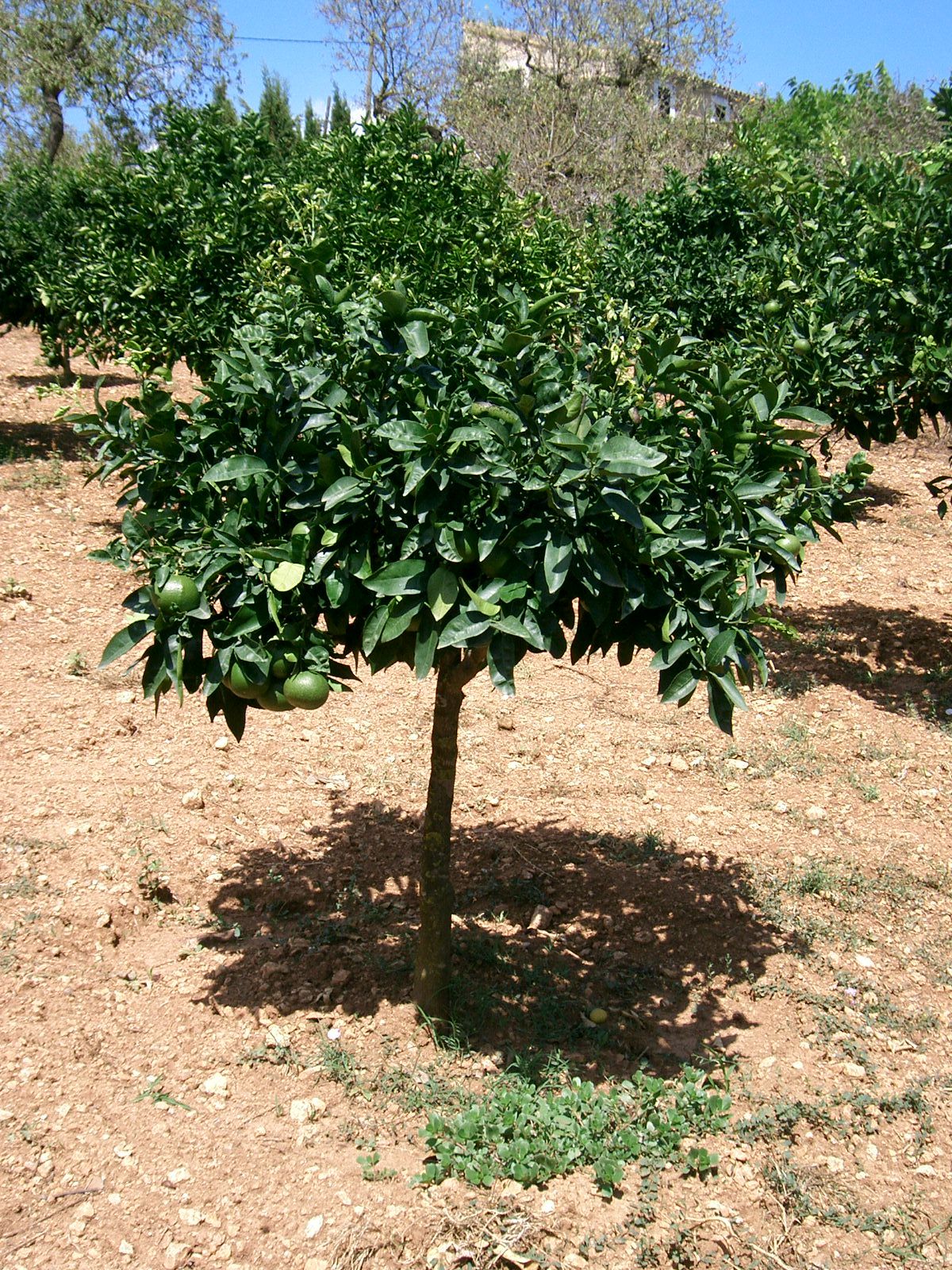 Pomelo joven de copa redonda en una huerta de suelo rojizo.