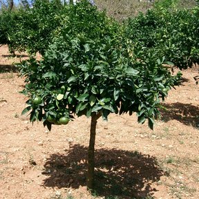 Pomelo joven de copa redonda en una huerta de suelo rojizo.