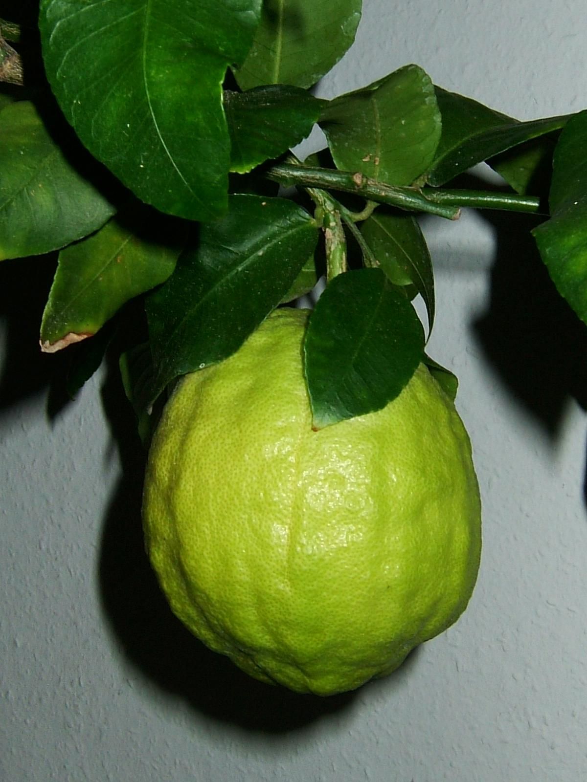 Cidra verde y rugosa colgando de la rama entre hojas oscuras.