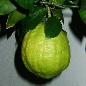 Cidra verde y rugosa colgando de la rama entre hojas oscuras.