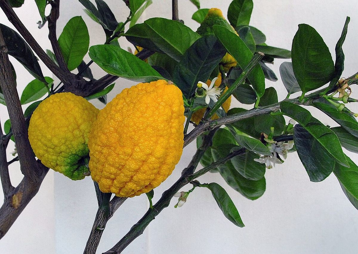 Dos cidras amarillas y verrugosas colgando de una rama con hojas.