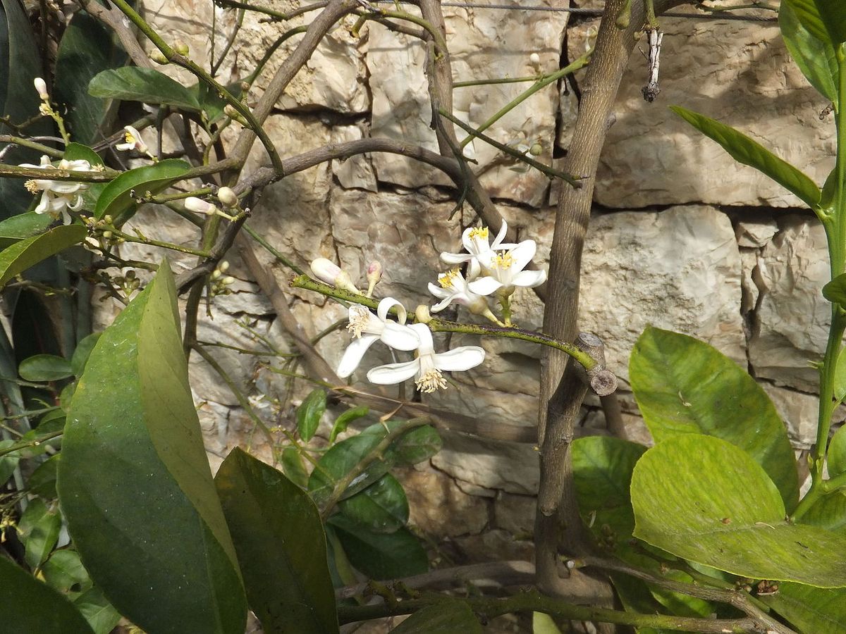 Flores blancas de cidro abiertas entre las ramas, contra un muro de piedra.