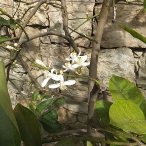 Flores blancas de cidro abiertas entre las ramas, contra un muro de piedra.