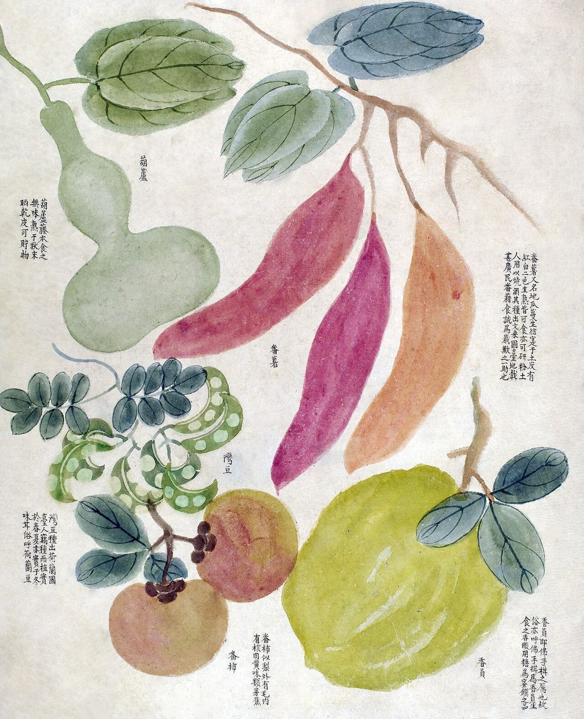 Pintura botánica china antigua con frutos cítricos y calabazas, y texto caligrafiado.