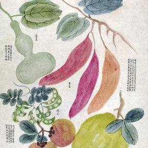 Pintura botánica china antigua con frutos cítricos y calabazas, y texto caligrafiado.