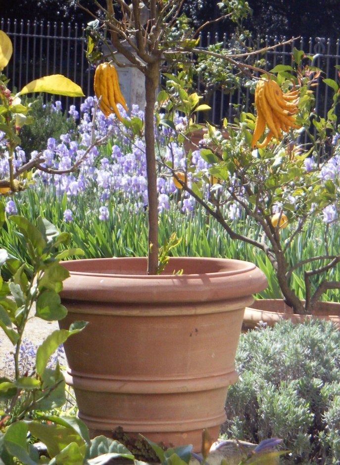 Cidro en maceta con los frutos en forma de dedos colgando, en un jardín.