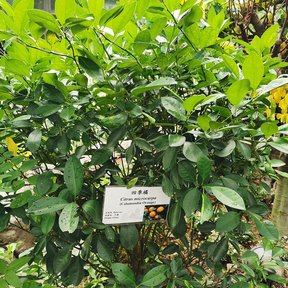 Arbolito cítrico cargado de fruta, con una etiqueta clavada al pie.