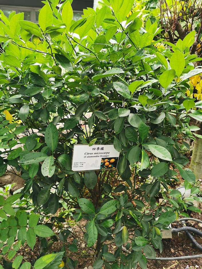 Arbolito cítrico cargado de fruta, con una etiqueta clavada al pie.
