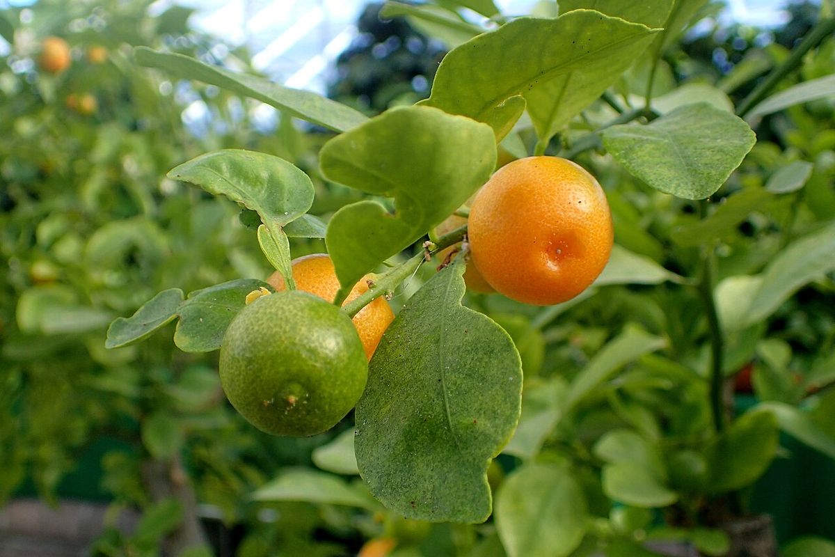 Frutos naranjas y verdes colgando entre hojas lustrosas.