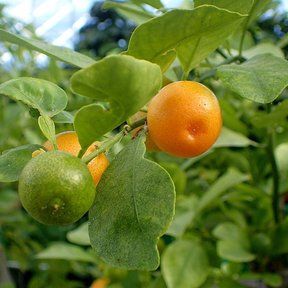 Frutos naranjas y verdes colgando entre hojas lustrosas.