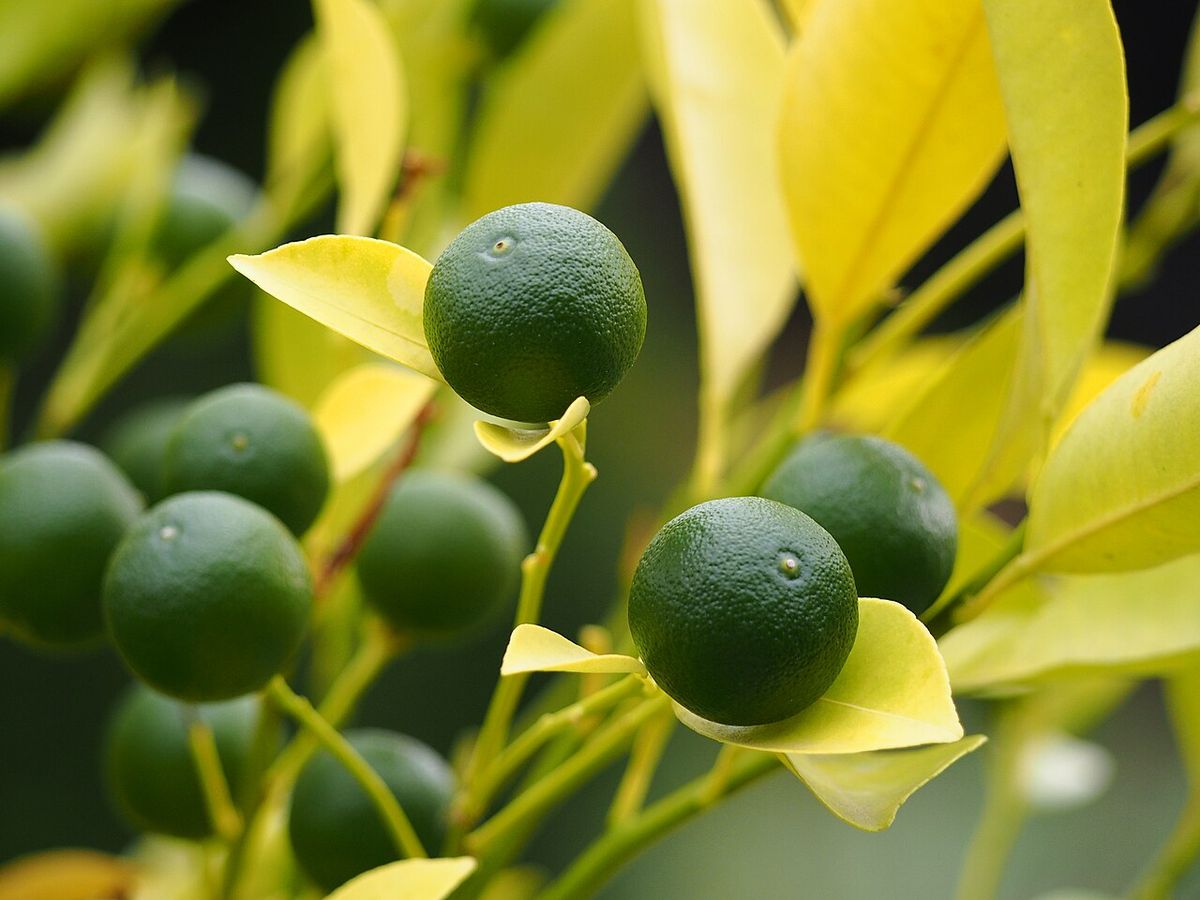 Racimo de frutos verdes entre hojas de color claro.