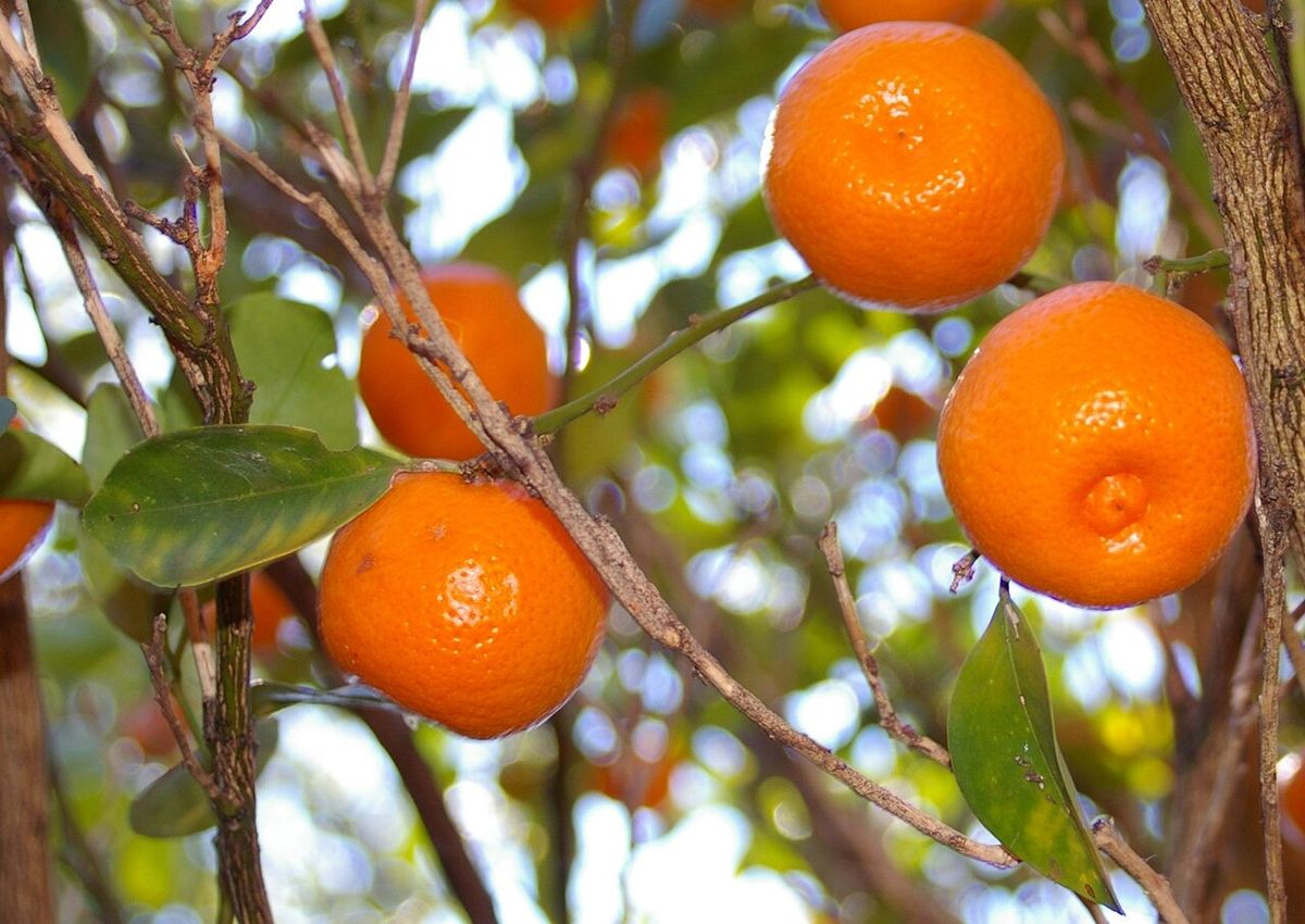 Frutos naranjas maduros sobre las ramas del árbol.