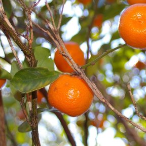 Frutos naranjas maduros sobre las ramas del árbol.