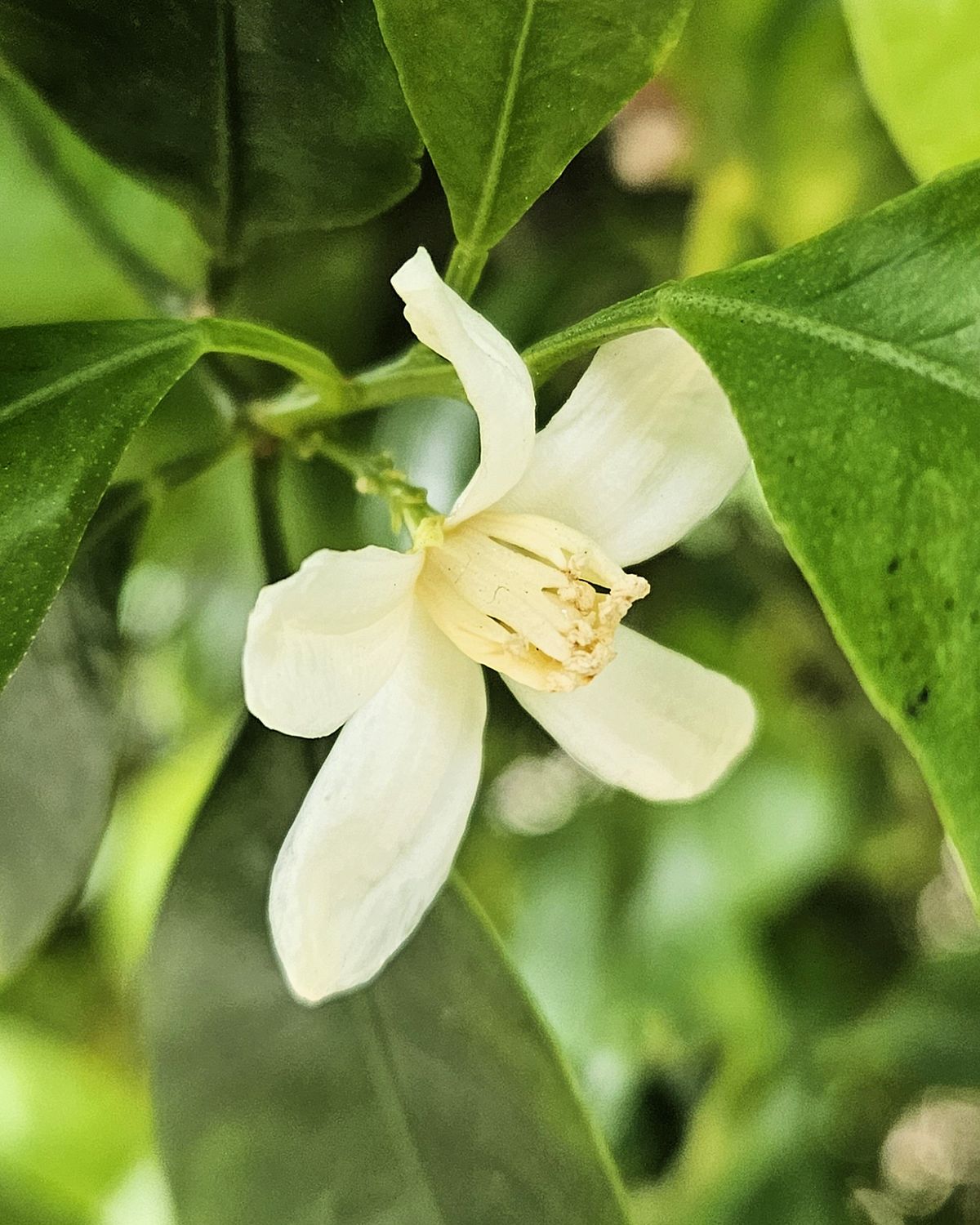 Flor blanca abierta entre hojas verdes y lustrosas.