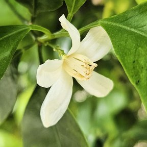 Flor blanca abierta entre hojas verdes y lustrosas.