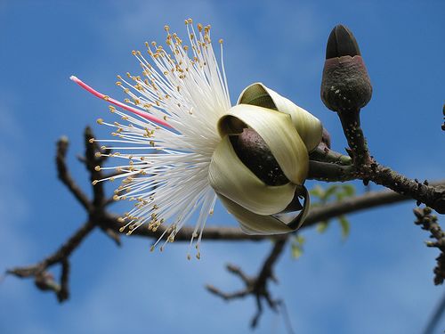 Flor blanca y filamentosa de clavellina abierta sobre una rama desnuda.