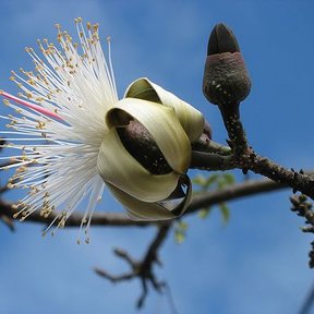 Flor blanca y filamentosa de clavellina abierta sobre una rama desnuda.