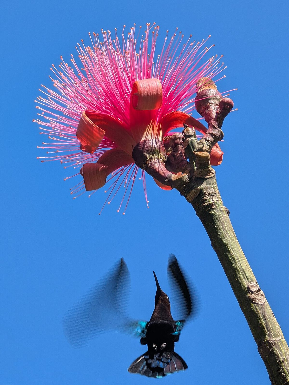 Flor rosa de clavellina con un colibrí acercándose contra el cielo azul.