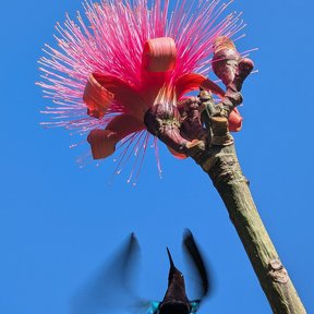 Flor rosa de clavellina con un colibrí acercándose contra el cielo azul.