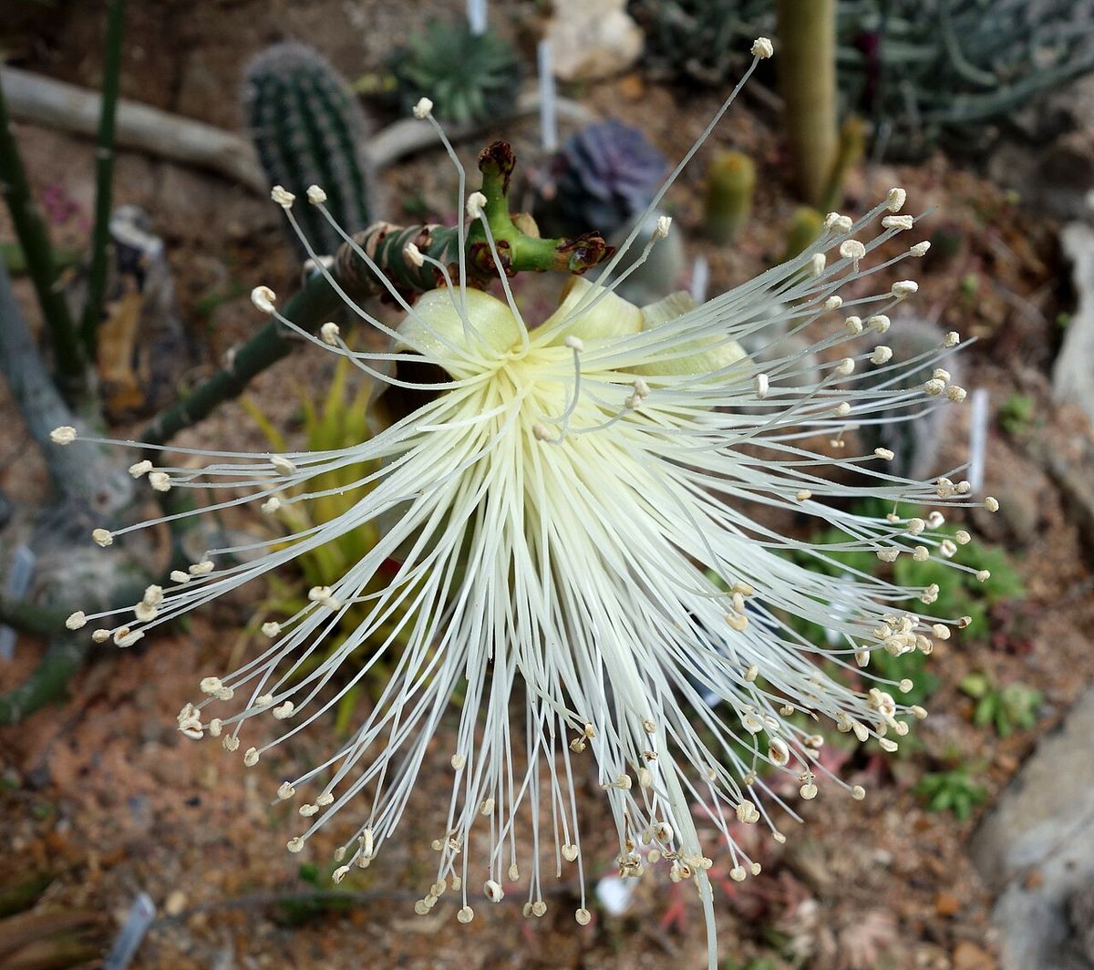 Flor de clavellina de estambres blancos y largos, abierta como una brocha.