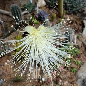 Flor de clavellina de estambres blancos y largos, abierta como una brocha.