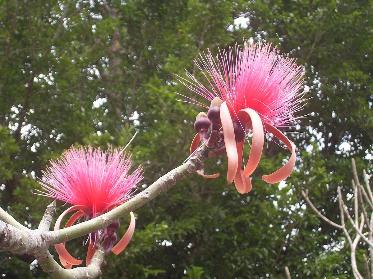 Dos flores rosas de clavellina sobre una rama gris, con el monte al fondo.