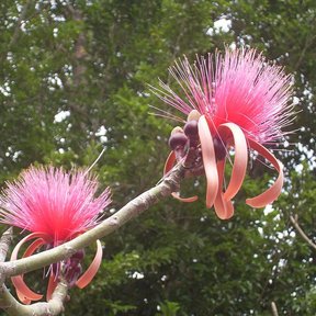 Dos flores rosas de clavellina sobre una rama gris, con el monte al fondo.