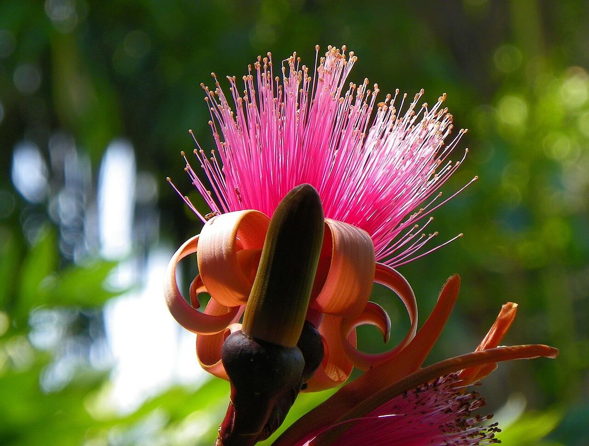 Flor rosa de clavellina abriéndose, con los pétalos rizados hacia atrás.