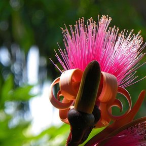 Flor rosa de clavellina abriéndose, con los pétalos rizados hacia atrás.