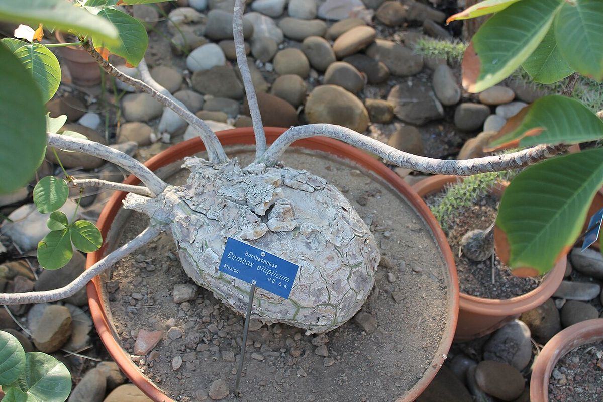 Base ensanchada de una clavellina joven cultivada en maceta sobre grava.